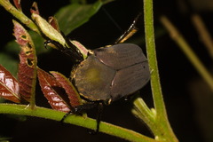 Allorrhina cornifrons