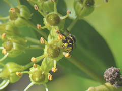 Ancistrocerus