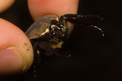 Allorrhina cornifrons