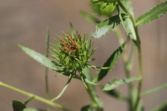 Grindelia lanceolata