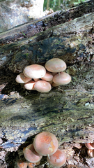 Hypholoma fasciculare