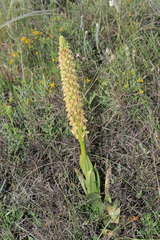 Orchis anthropophora