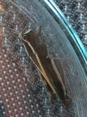 Calliptamus plebeius