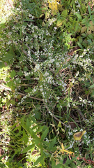 Symphyotrichum lateriflorum