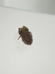 Phidippus octopunctatus