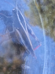 Calliptamus plebeius