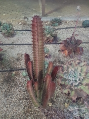 Euphorbia trigona