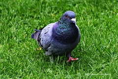 Columba livia