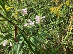 Physostegia