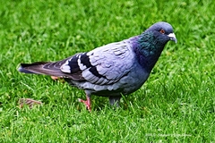 Columba livia