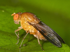 Homoneura