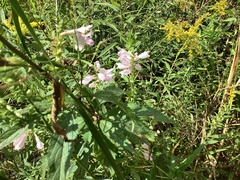 Physostegia