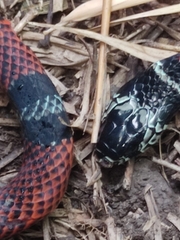 Erythrolamprus bizona