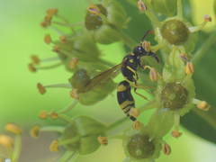 Ancistrocerus