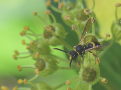 Ancistrocerus