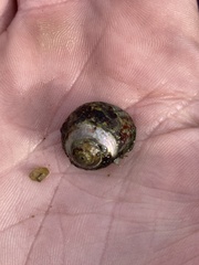 Steromphala umbilicalis