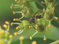 Ancistrocerus