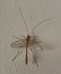 Enicospilus americanus-complex