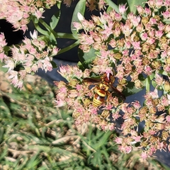 Euodynerus pratensis