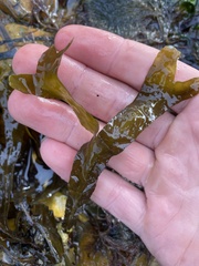 Fucus