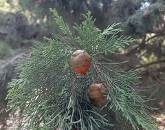 Cupressus sempervirens