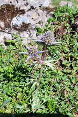 Eryngium bourgatii