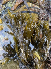 Fucus