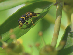 Ancistrocerus