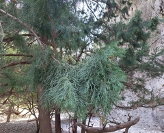 Cupressus sempervirens