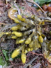 Fucus vesiculosus