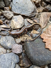 Eurycea guttolineata