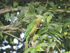 Eupsittula nana