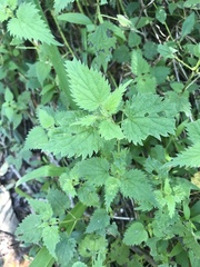 Urtica dioica