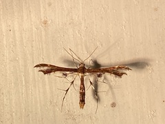 Geina tenuidactylus