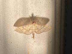 Blepharomastix ranalis