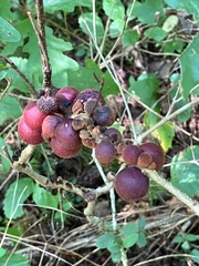 Disholcaspis globosa