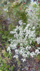 Eupatorium altissimum