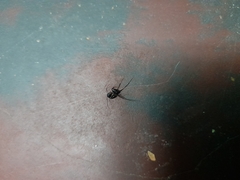 Camponotus compressus