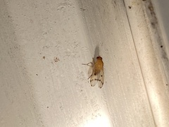 Homoneura fuscibasis