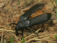 Sandalus niger