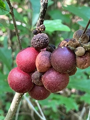 Disholcaspis globosa