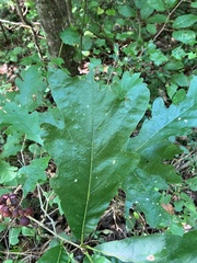 Disholcaspis globosa