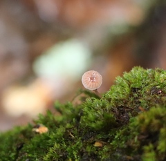 Mycena meliigena
