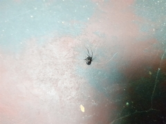 Camponotus compressus