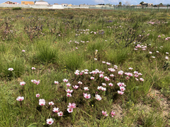 Monsonia speciosa