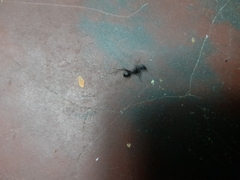 Camponotus compressus