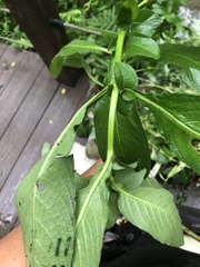 Hygrophila pogonocalyx