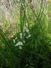 Cardamine dentata
