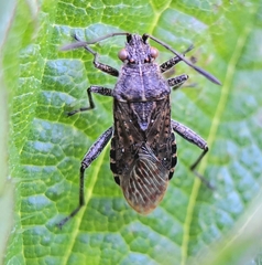 Stictopleurus