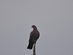 Patagioenas flavirostris